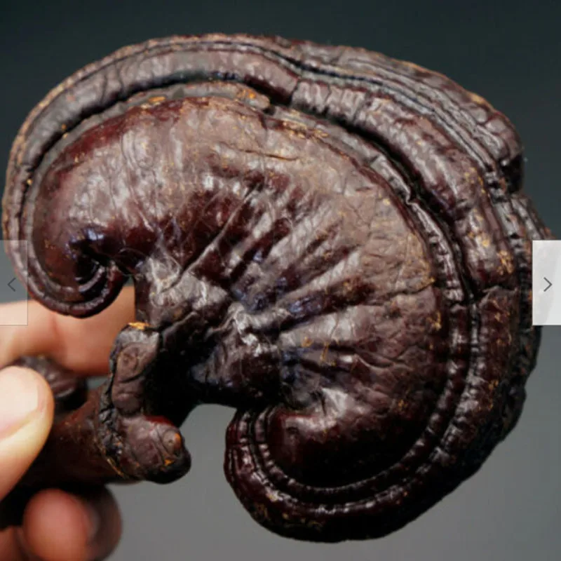 

Changbai Purple Ganoderma Lucidum ChangBai Moutains Dark Purple Lingzhi 50% Off