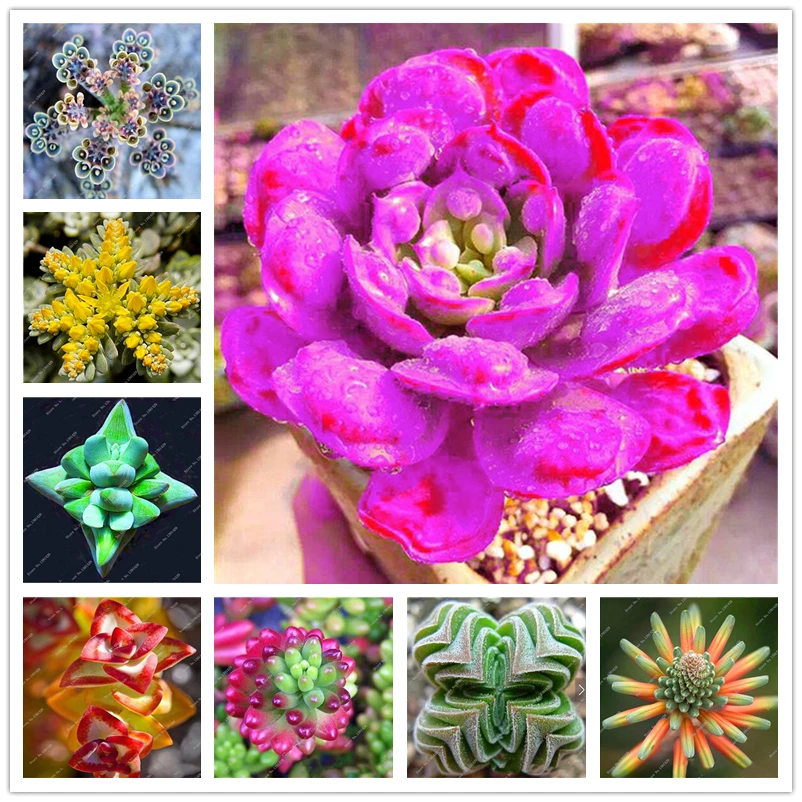 

60Pcs Mixed Succulent Aloe Cactus Seeds Incense Nature Plants Air Purification Colourful Ruby Flowers Fragrant Incense U1335J