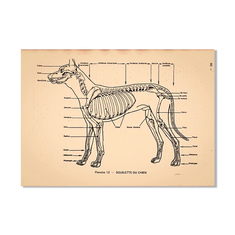 

Ветеринарные плакаты по анатомии животных wall's tale