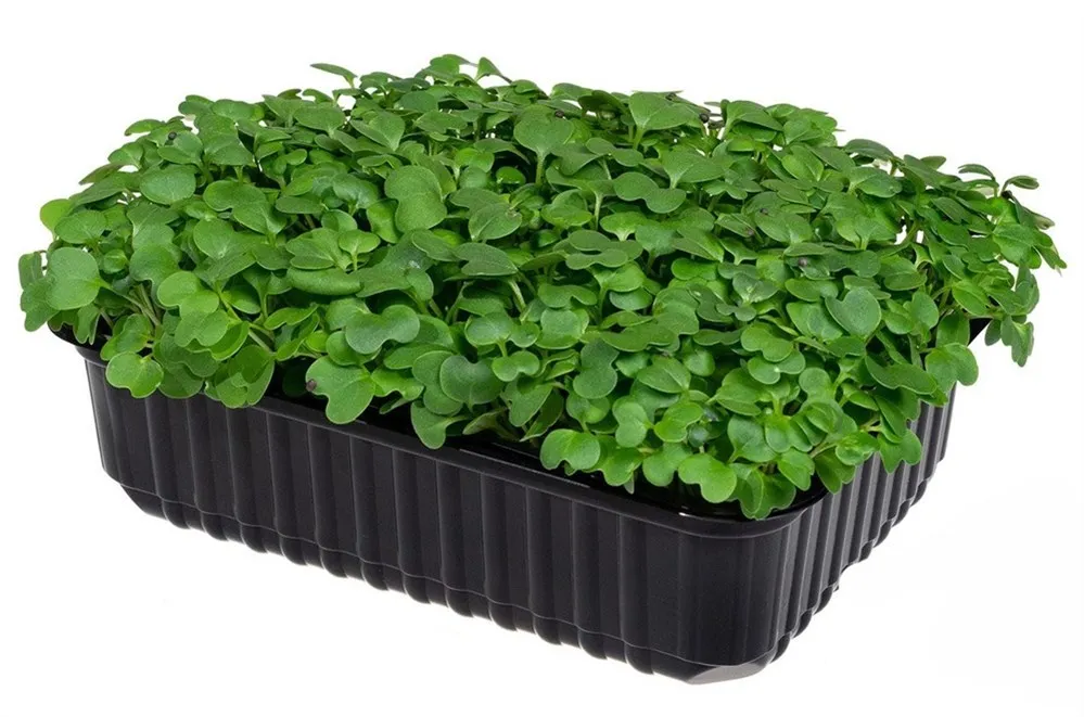 Капуста кале (кейл) кудрявая семена для проращивания микрозелени и беби  зелени, 50г | AliExpress