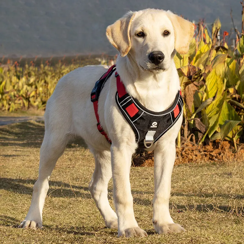

Dog Adjustable Harness and Leash Set Pet Harness Straps Puppy Breathable Vest New Hot Large Dog Supplies