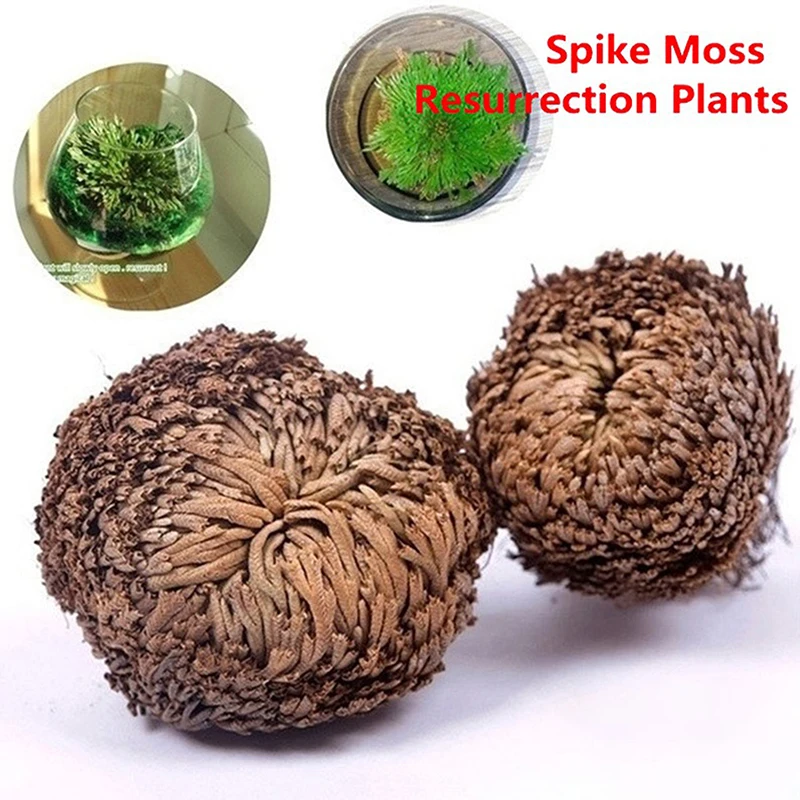 

New Resurrection Plant Air Fern Selaginella Moss Immortalized Grass Dry Leaves Aquarium Plants Aquarium Decor