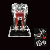 dental model removable transparent molar tooth anatomy model for teaching studying clinic decoration gift