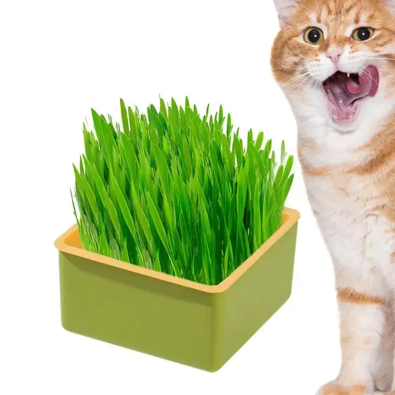 Набор для выращивания кошачьей травы посуда котят горшок контейнер гидропонных