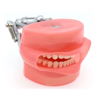 dental typodont model 28 pcs removable teeth and simulation cheek for dentist teaching study