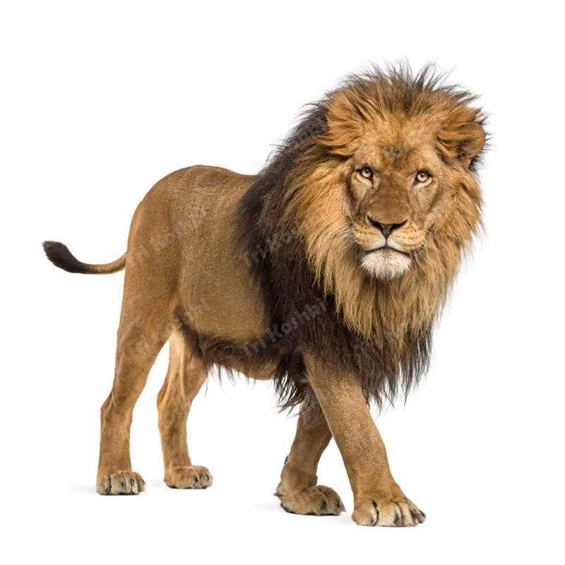 Наклейка на стену в виде африканского льва Tri koshki RC016, водонепроницаемая декоративная дверь из ПВХ для гостиной, детской комнаты