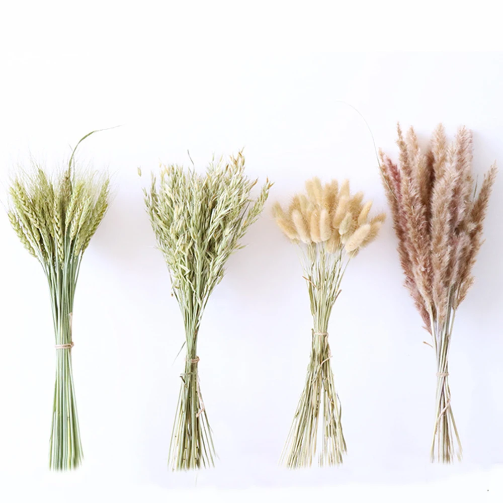 

Small Reed Natural Dried Flower Real Plant Pampas Grass Family DIY Wedding Party Decoration Real Flower Bouquet 15/30Pcs 45Cm