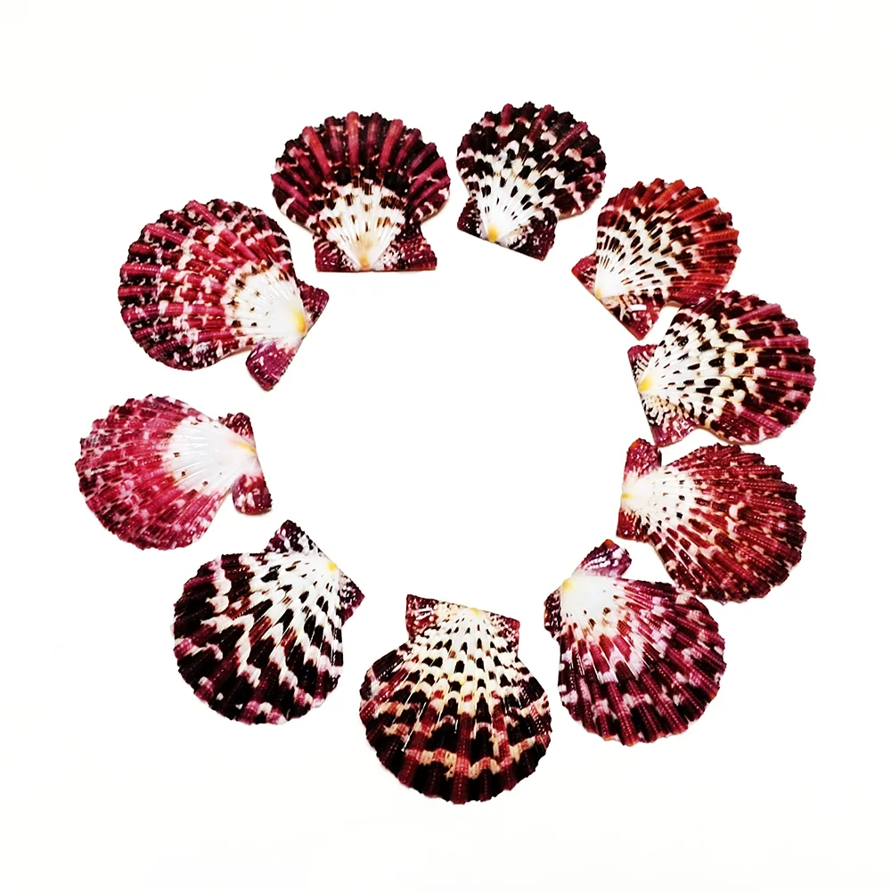 10 шт. Королевский плащ ракушки с фестонами натуральные разноцветные бусины