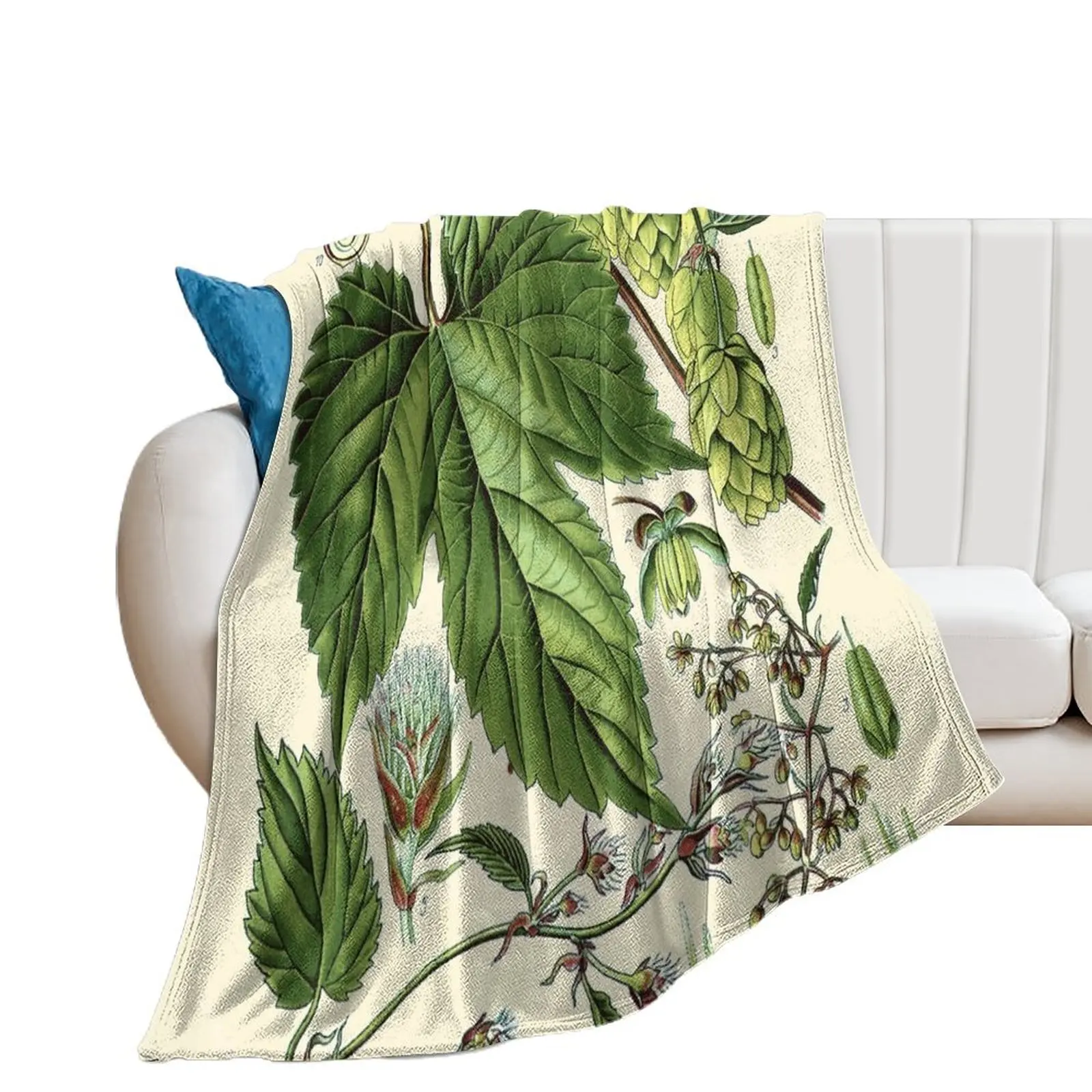 Humulus lupulus (обычный хоп или хмель)-винтажное растительное иллюстрационное