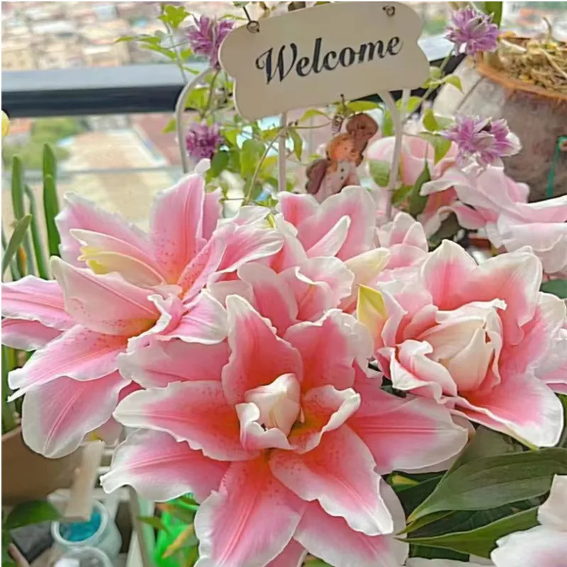 

Женский цветок лилии, 20 шт., всесезонный простой в использовании цветок в горшке