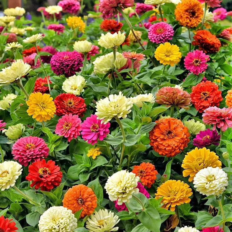 

Colourful Zinnia Fragrant Flowers Decor Floral Decoration Flowers