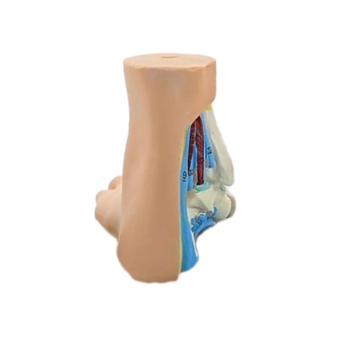 Анатомическая модель стопы Модель анатомии человека нормальной плоской арочной