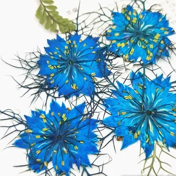 

Натуральные прессованные цветы Love-in-a-mist NYAConfetti 12 шт.