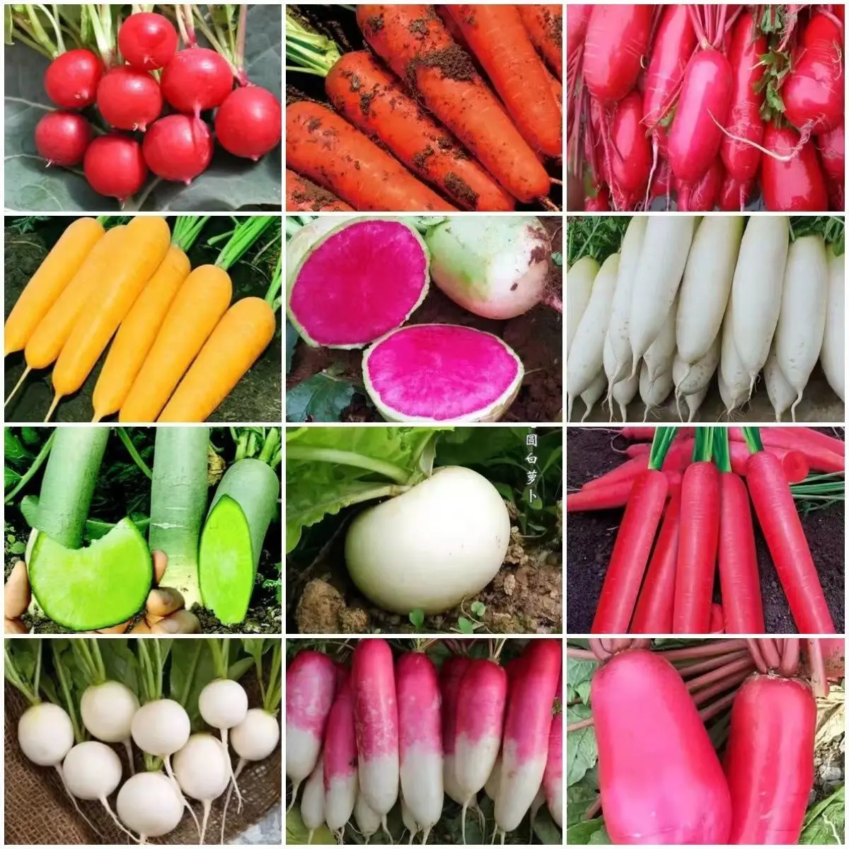 

Colorful Radish Eggplant Fragrant Nature Plants Decoration for Home Garden Decor