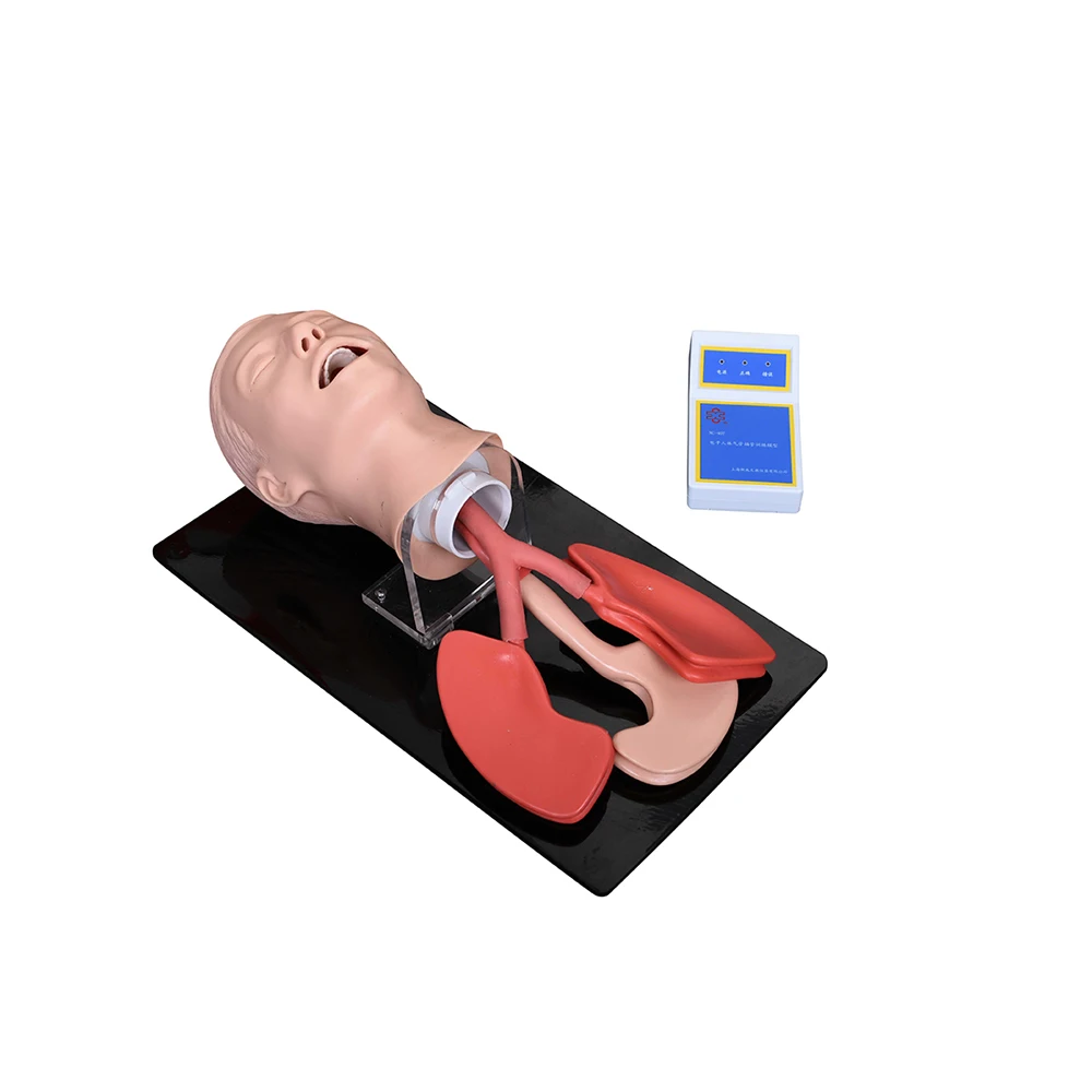 

Advanced Human Trachea Intubation Model