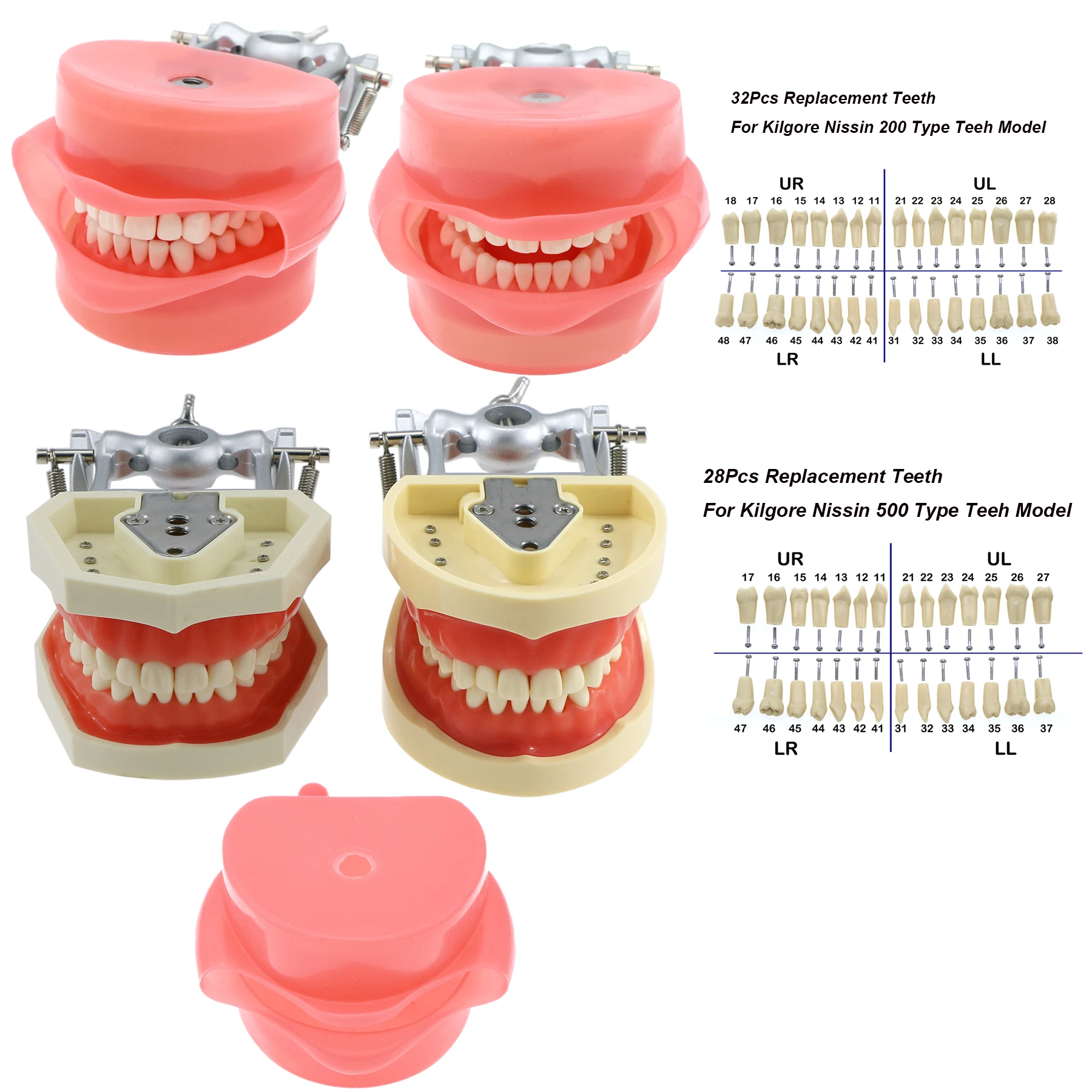 Dental Typodont Model 28 32 Pcs Removable Teeth and Simulation Cheek for Dentist Teaching Study