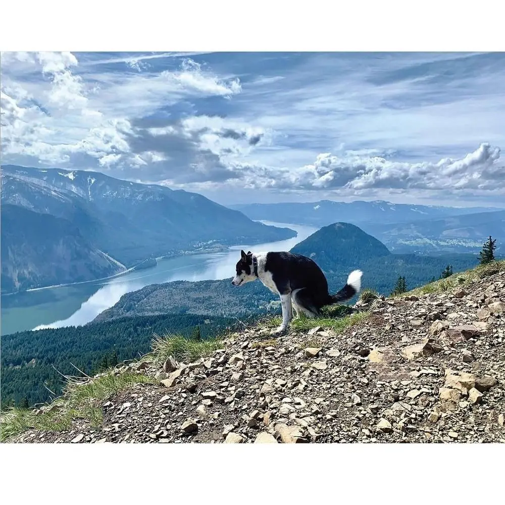 

Dog Pooping Calendar 2024, Dog Pooping Wall Calendar, Funny Dog Pooping Monthly Wall Calendar, Family Planner & Daily Organiser,