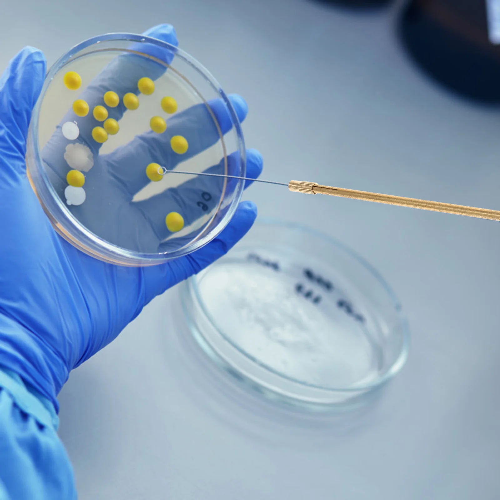 

Inoculation Microbiologyparts Rod Petri Reusable Laboratoryinoculating Agar Dish Ear Billeau Dishes Lidsglass Accessory Supplies