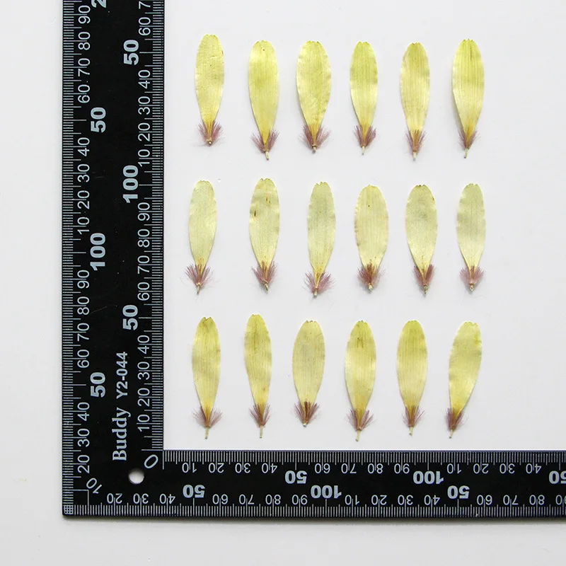 60 шт. Цветочный лепесток