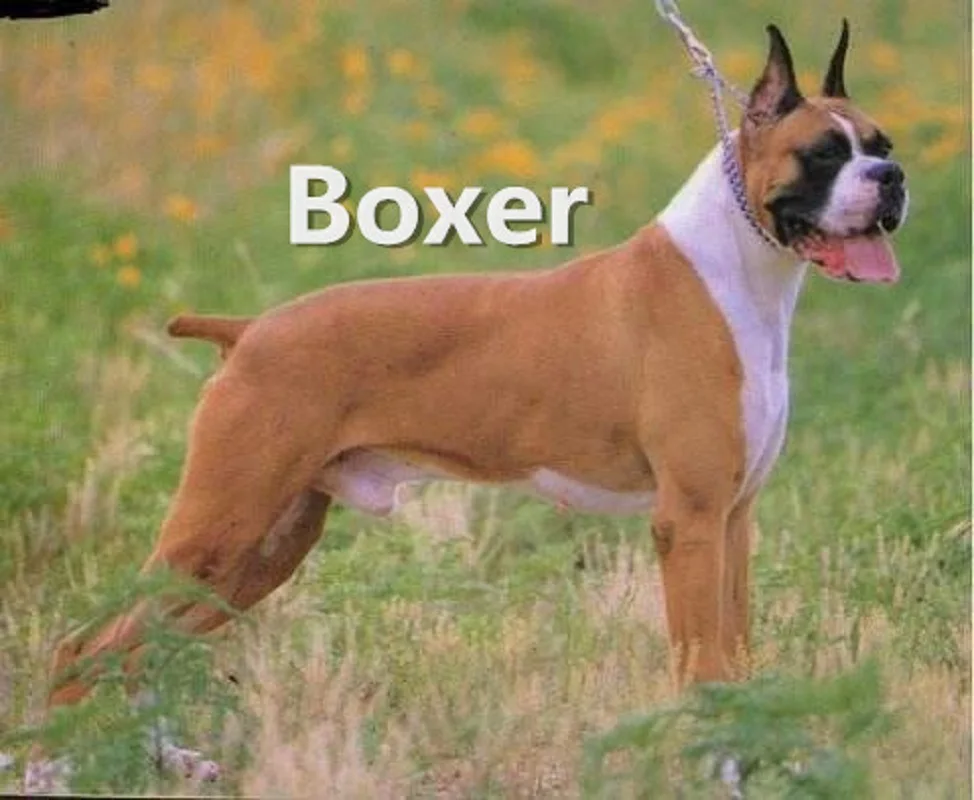 Новинка модное Золотое серебряное индивидуальное ожерелье с кулоном в виде