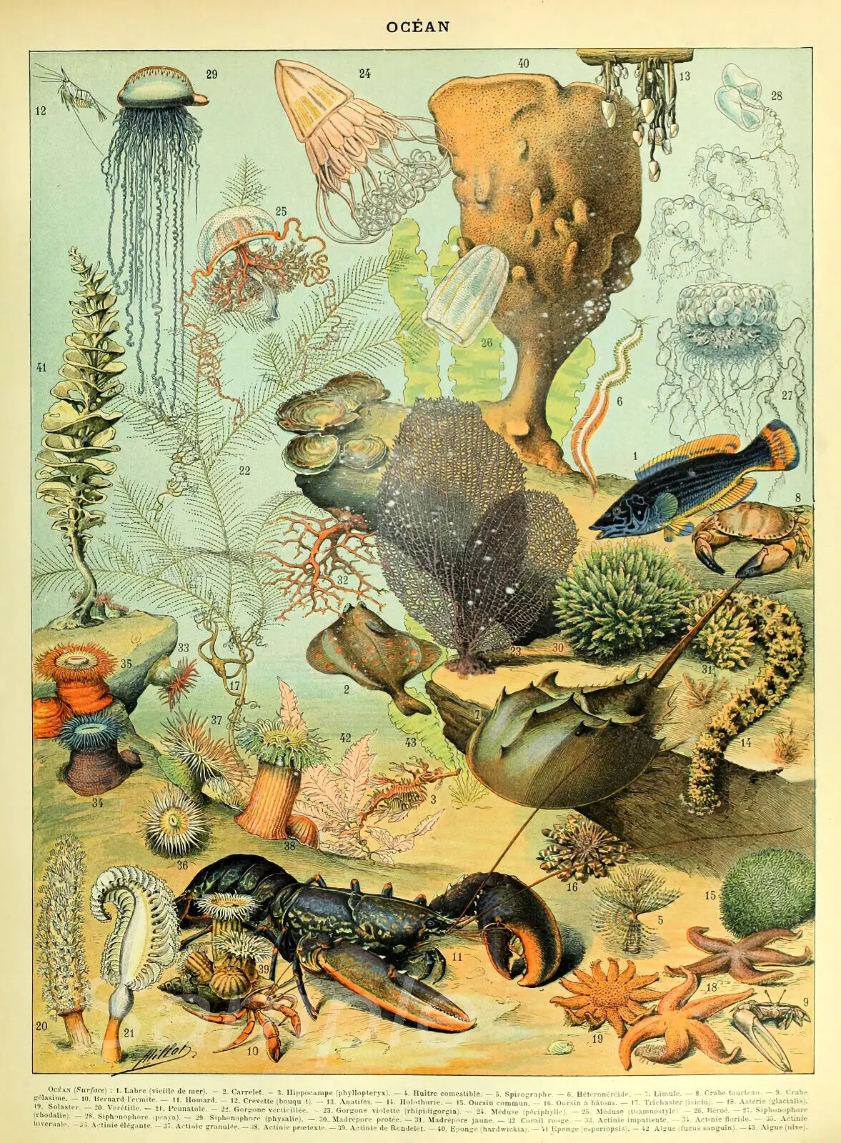 

VINTAGE SEA LIFE Art Picture Print Silk Poster Home Wall Decor