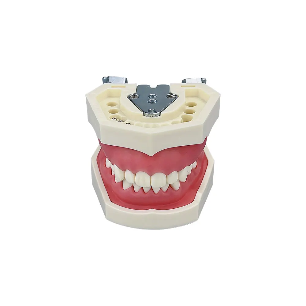 Зубная модель зубного наконечника с 28 шт. съемные зубы стоматология стоматолог