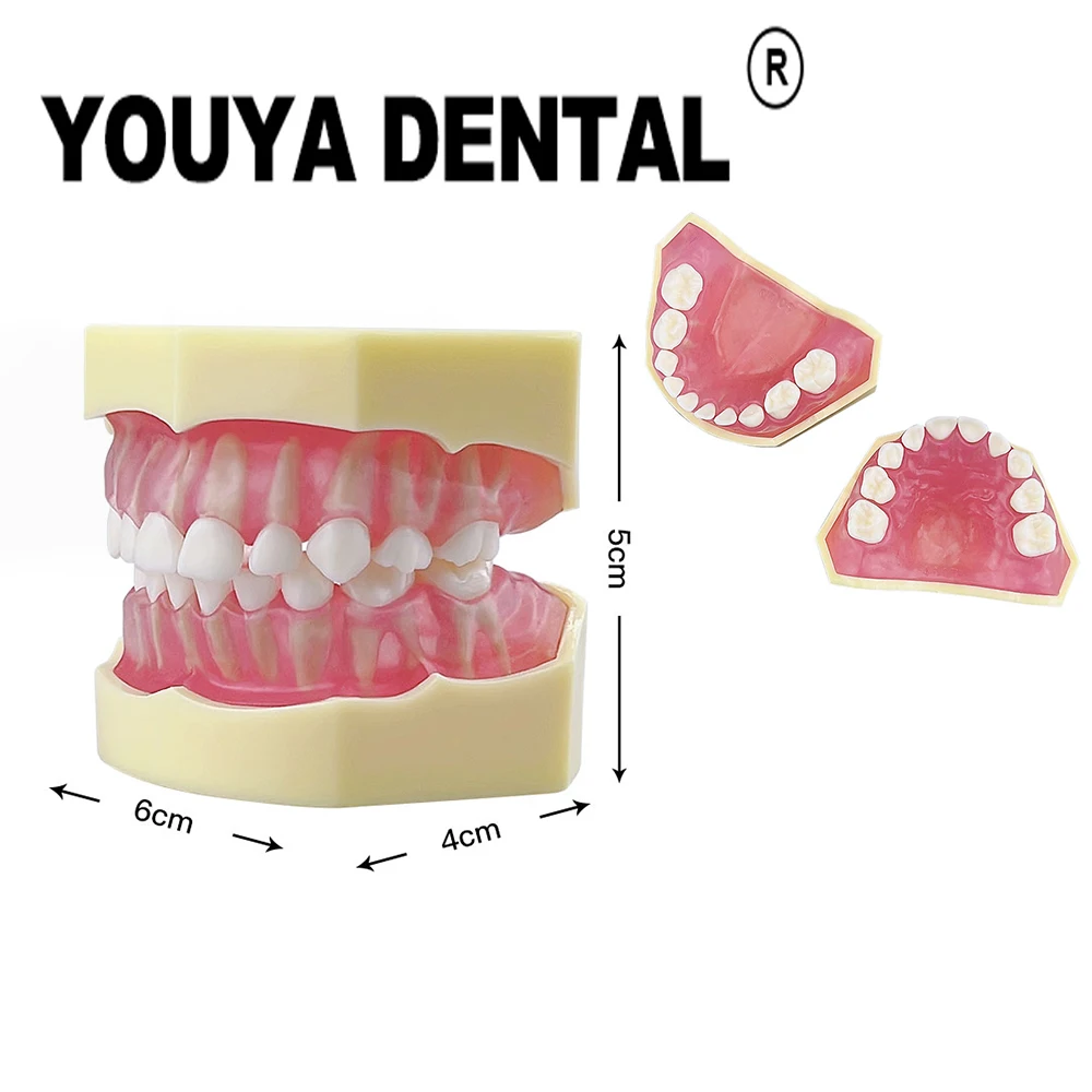 

Dental Practice Model Children's Deciduous Tooth Model For Dentist Student Dental Clinics Training Teaching Study Demonstration