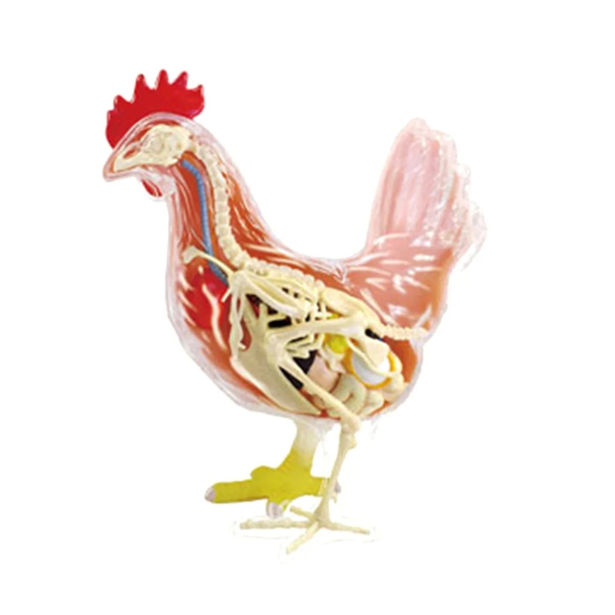 Кура 4 6. Анатомия курицы. Скелет петуха. Скелет курицы. Курочка анатомия.