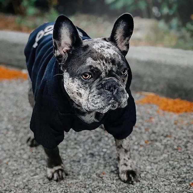 Fashion Dog Hoodie Winter Pet Dog Clothes For Dogs Coat Jacket Cotton Ropa Perro French Bulldog Clothing For Dogs Pets Clothing 6