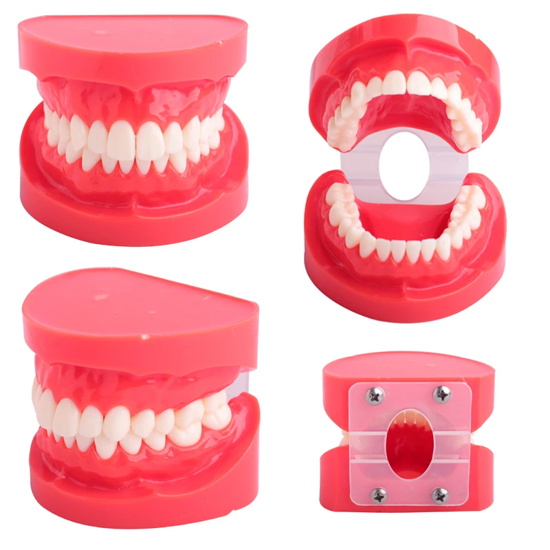 

Dental Prosthesis Teeth Model Jaw Standard Demonstration Teaching Dentist Simulator Tools Denture Supplies