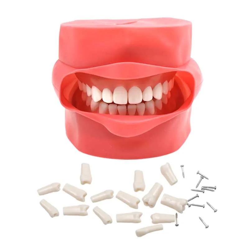 Dental Typodont Teeth Model Dental Training Model for Dentist Training Practice Dental Instrument