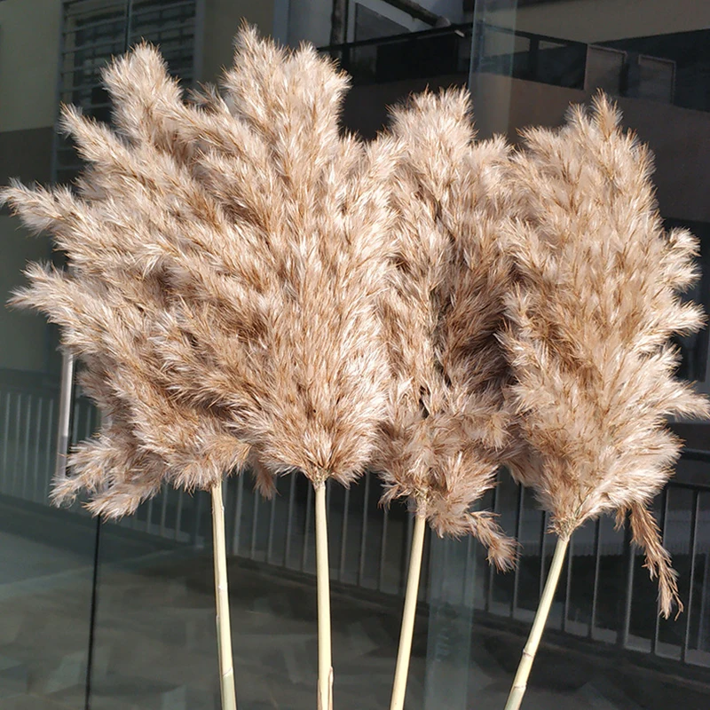 

Natural Dryness Wedding Reed Bouquet Natural Color Decorations For Home Party and Wedding Ornament YN17