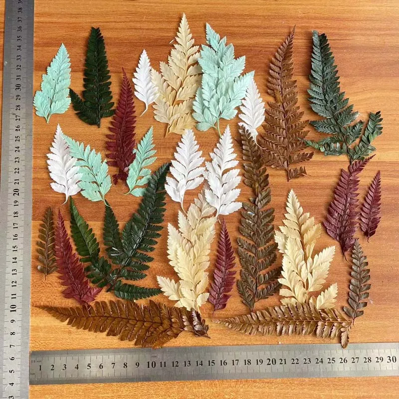 

20PCS/ 8~20CM Real Dried Natural Preserved Leaves Plant In different sizes,Dry Pressed Fern Leaf,Resin Jewelry Making Craft,