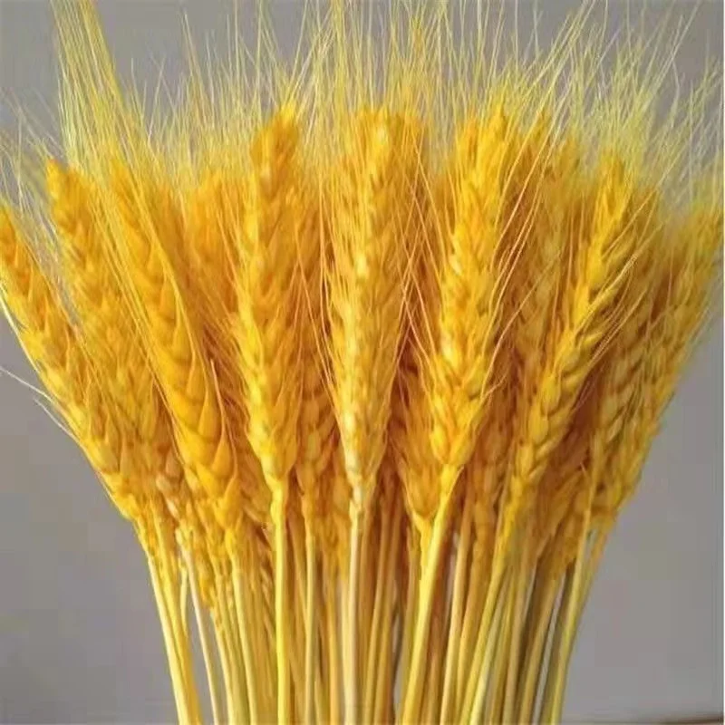 

50Pcs Real Wheat Ear Natural Dried Flowers Christmas Decorations 2023 Bridal Wedding Bouquet Valentine's Day Artificial Plant