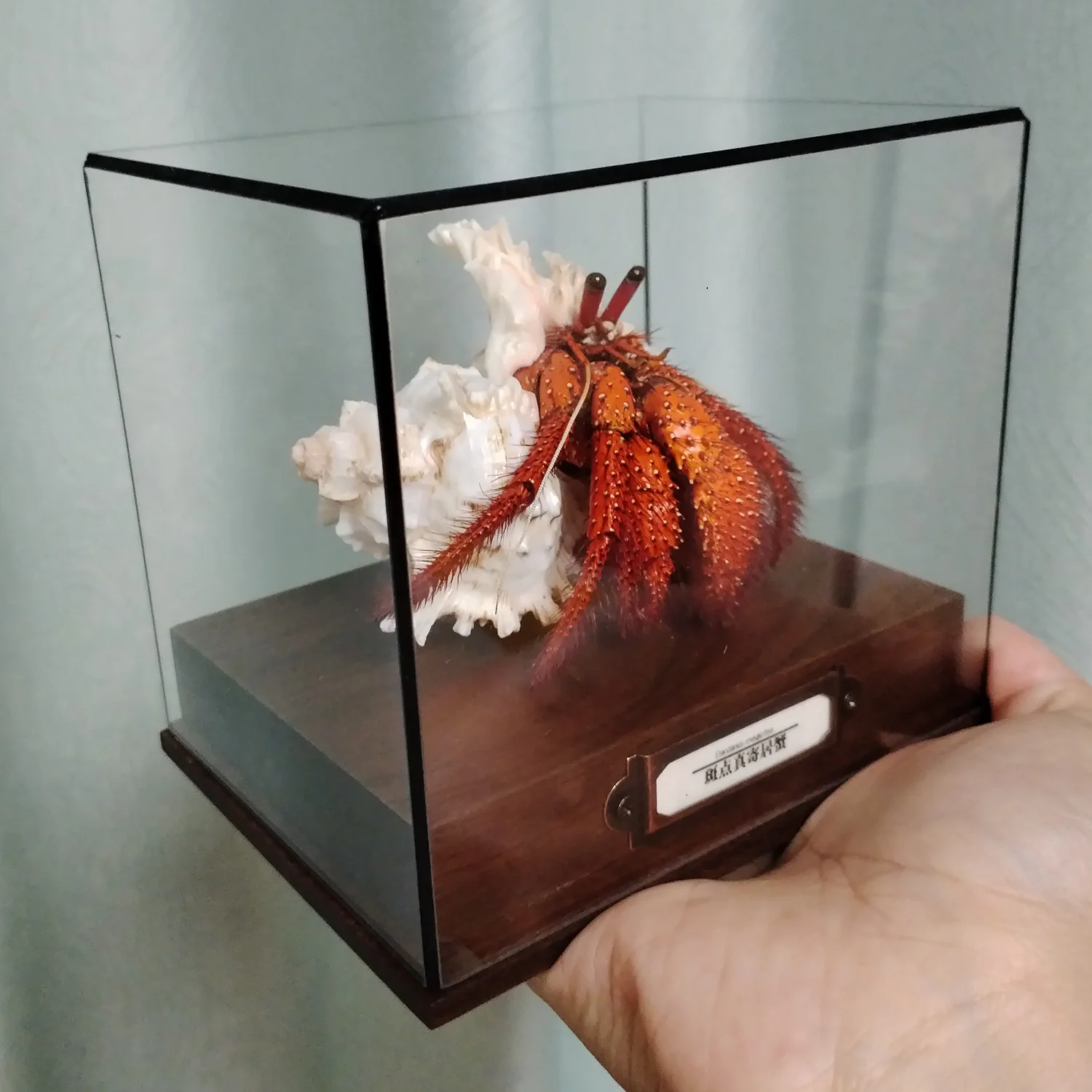 

Настоящий краб-отшельник Dardanus Megistos в витрине