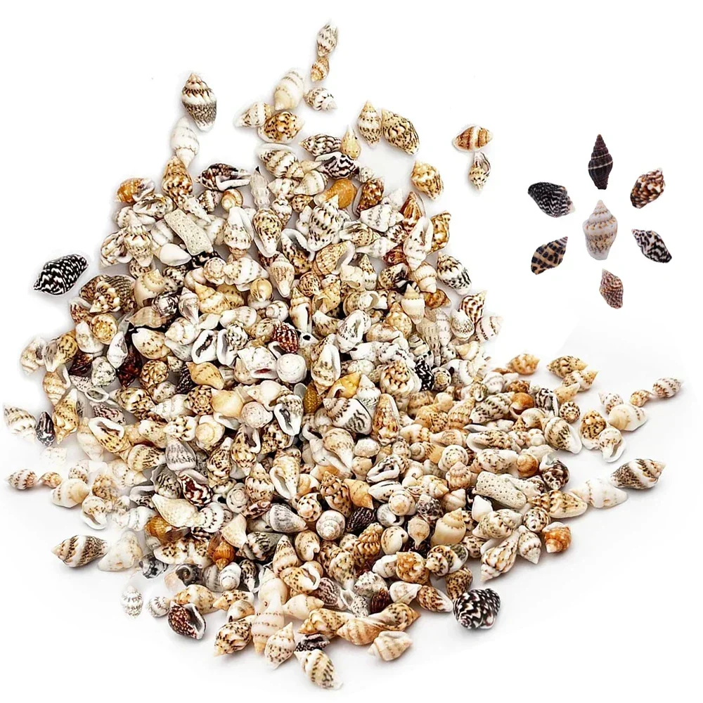 

Набор натуральных морских ракушек