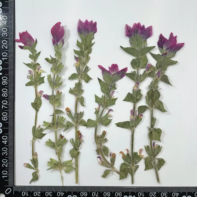 

Фоторамки из прессованных цветов Nature Salvia bracteata 24 шт