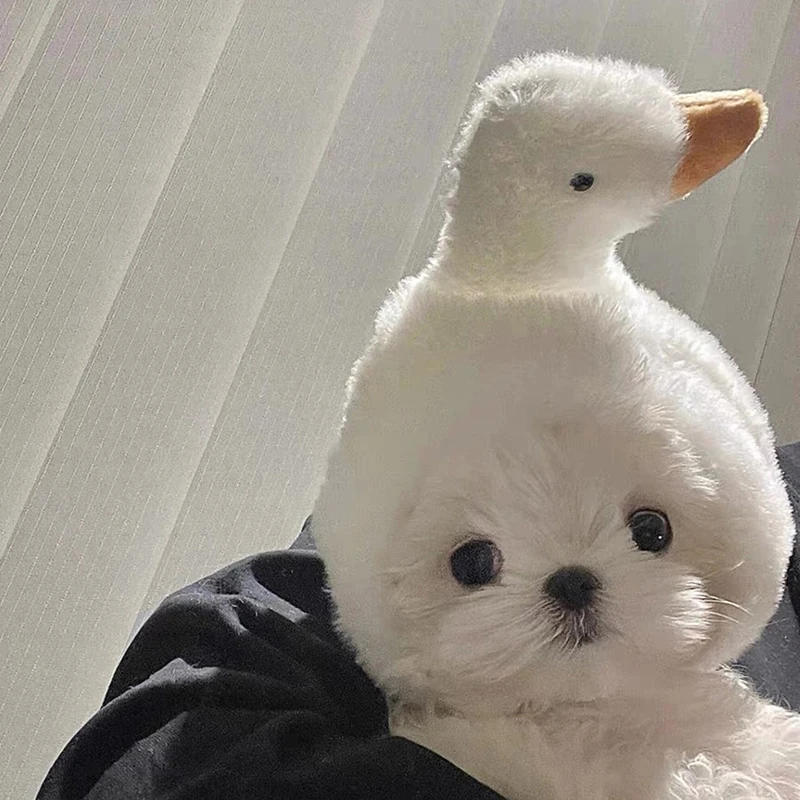 Мальтийская большая белая гусь голова куклы запекания жареная кошки домашнее