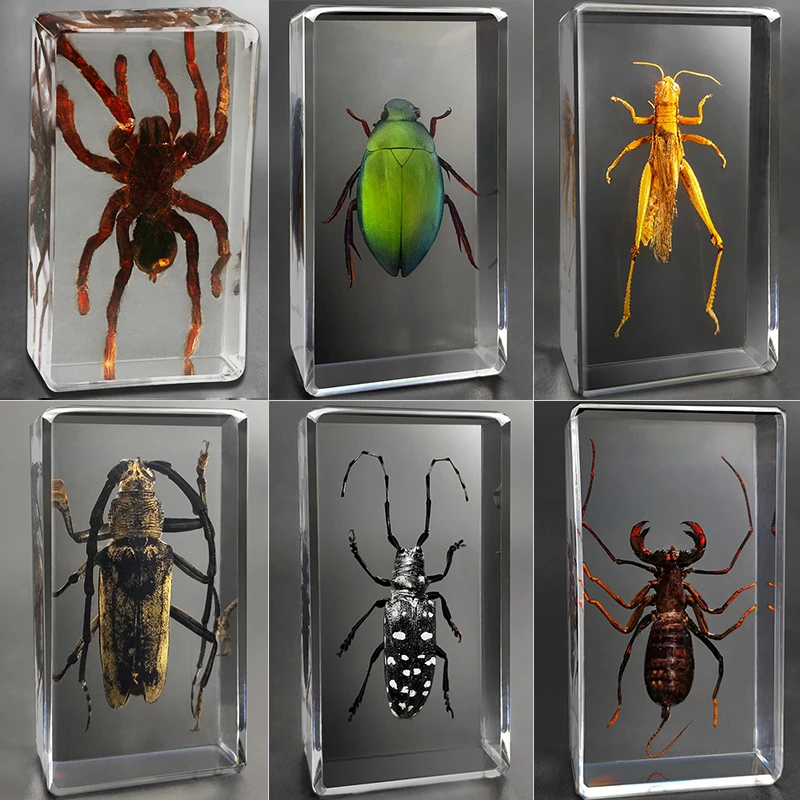 

20Real insect specimens kindergarten museum children's resin early education observation supplies scorpion spider ornaments