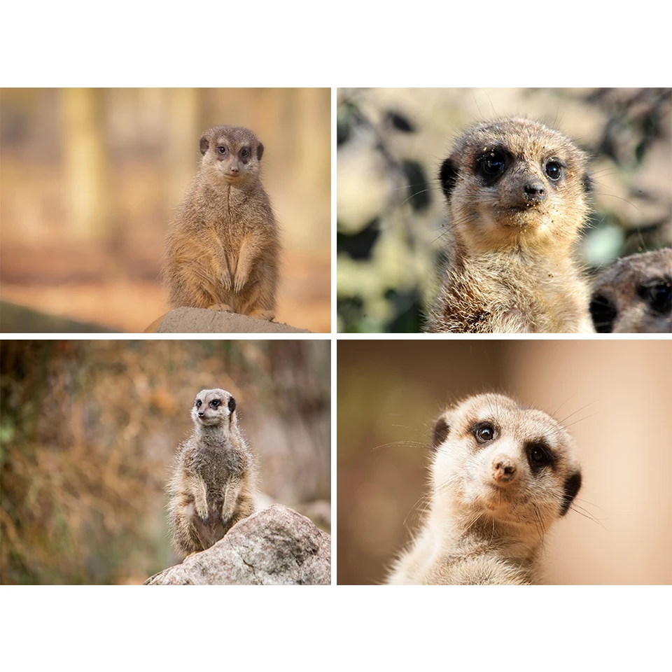 

5D DIY Diamond Painting Animal Rhinestone Art Picture Full Diamond Embroidery Mongoose Cross Stitch Kit Mosaic Gifts Home Decor