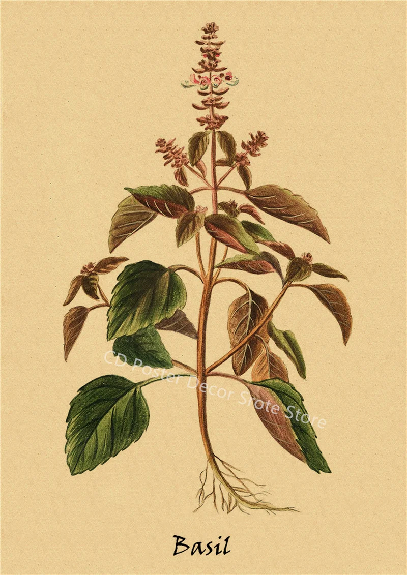 

Кулинарные травы Постеры на крафтовой бумаге