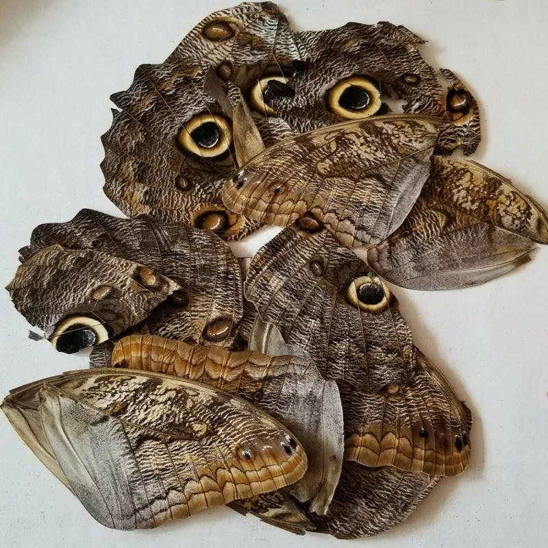 

20Pcs Real Owl Butterfly Specimens For Craft