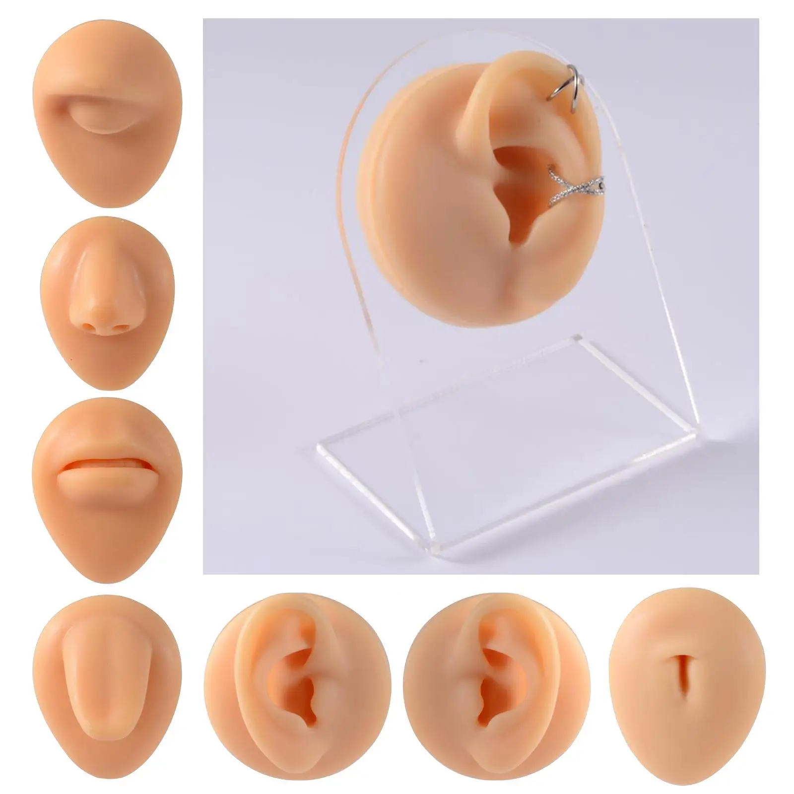 

Human Body Part Model Soft Feelings Silicone Modeling for Piercing Exercises Home Teaching Demonstration Tool with Stand