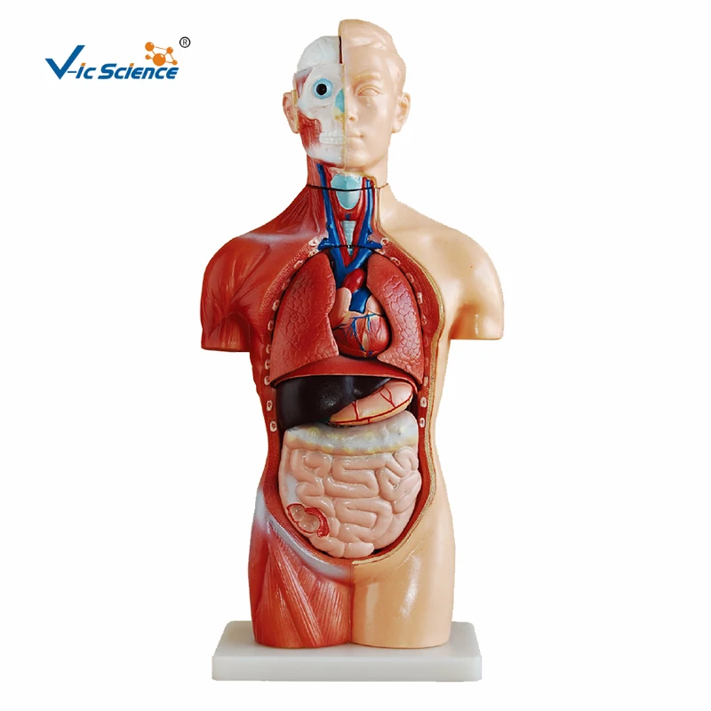 Life Szie 42cm Human Sexless Torso Anatomy Model 18 Parts Teaching for Students
