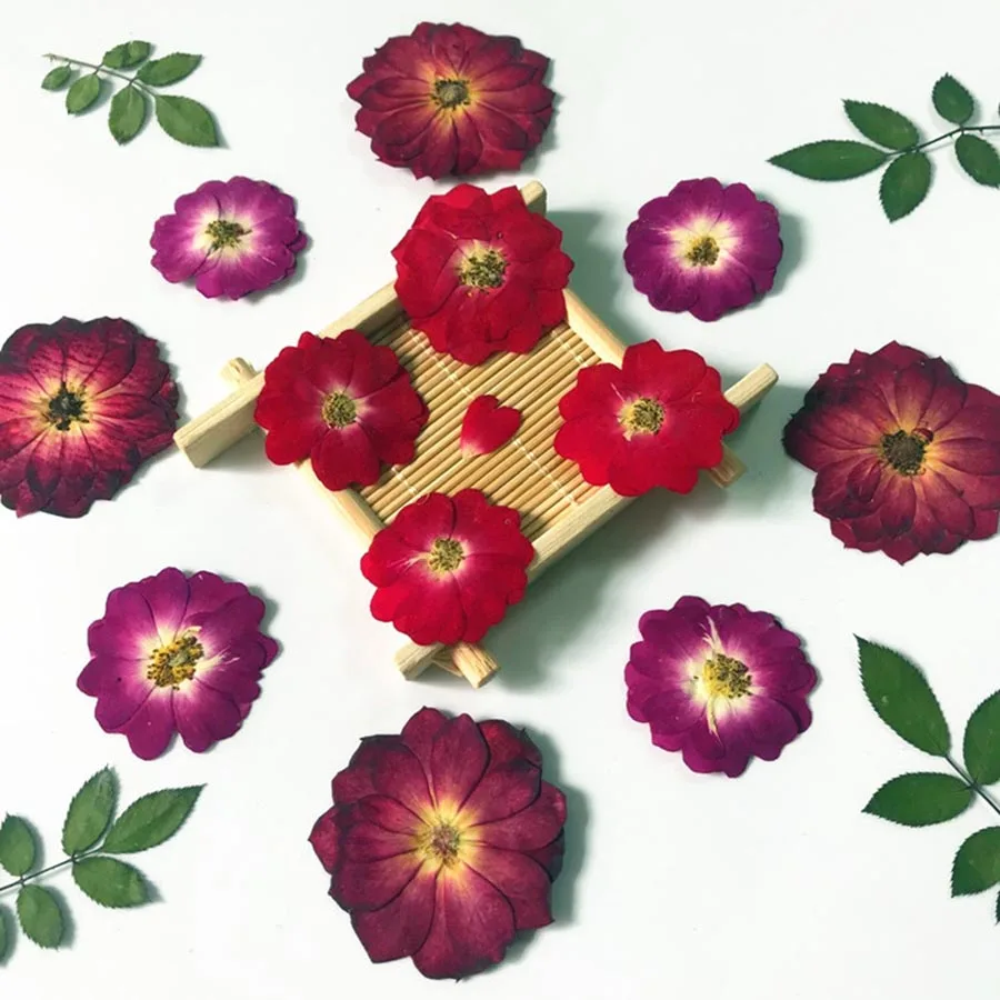 

60pcs Pressed Dried Chinese Rose Flower/Leaf Plants Herbarium For Jewelry Bookmark Scrapbook Phone Case Candle Lampshade DIY