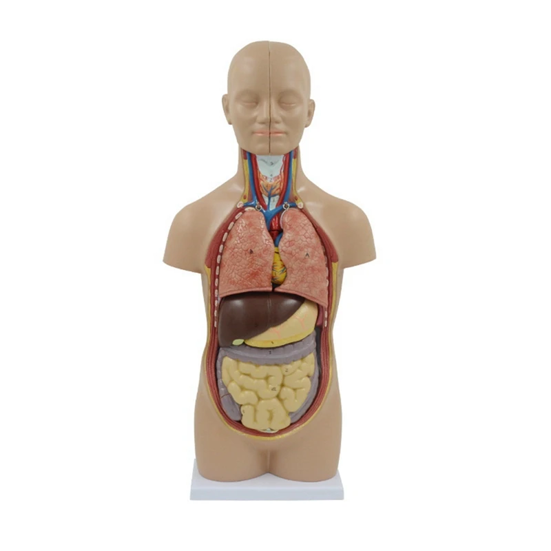 

Human Body Model Removable Human Internal Organs Anatomy Model Brain Heart Liver Stomach Lung Intestine for Teaching