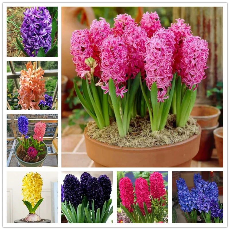 

2 шт., цветные Ароматические гиацинтовые лампы