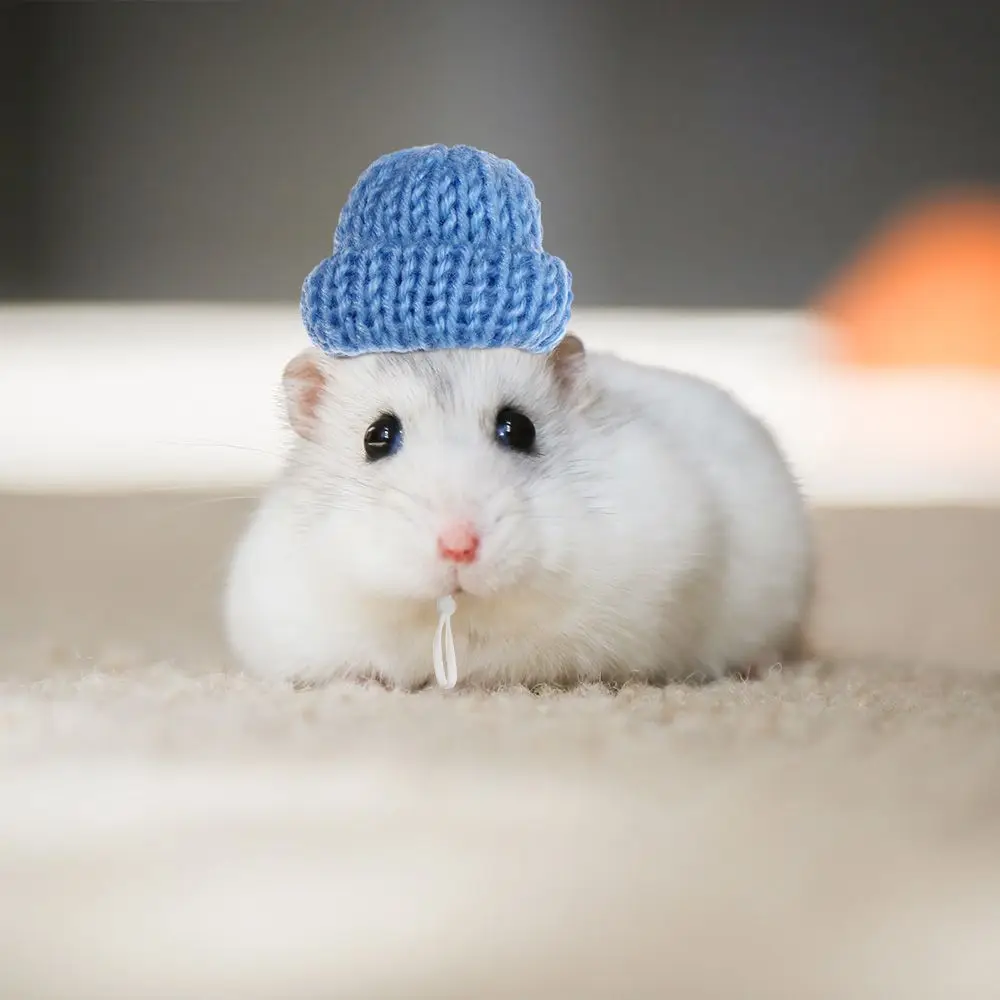 2 шт. теплые однотонные вязаные пальто для домашних животных |