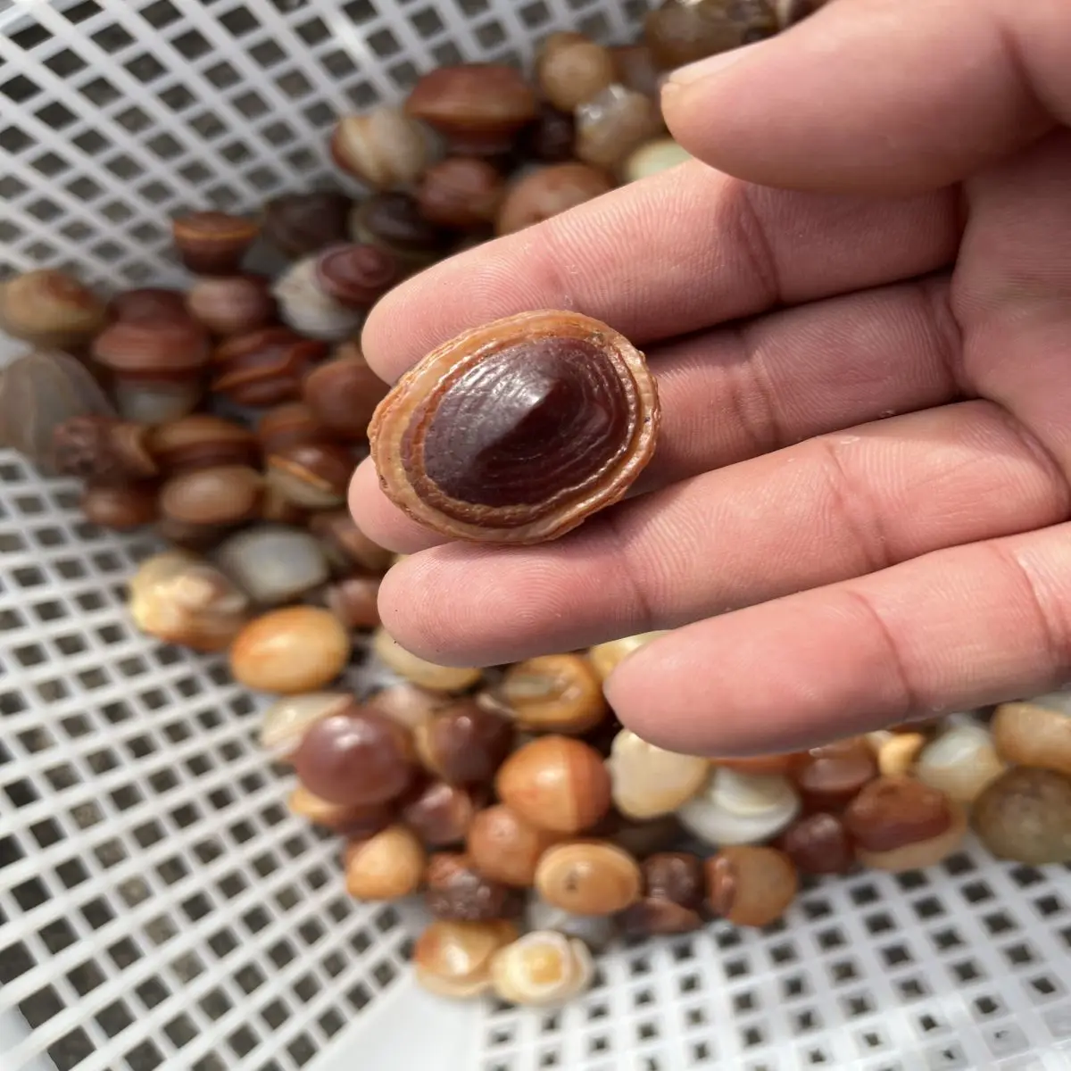 Natural Crystal Original Stone Desert Gobi Spiral Agate Grain Clear Play Collection Decorative High