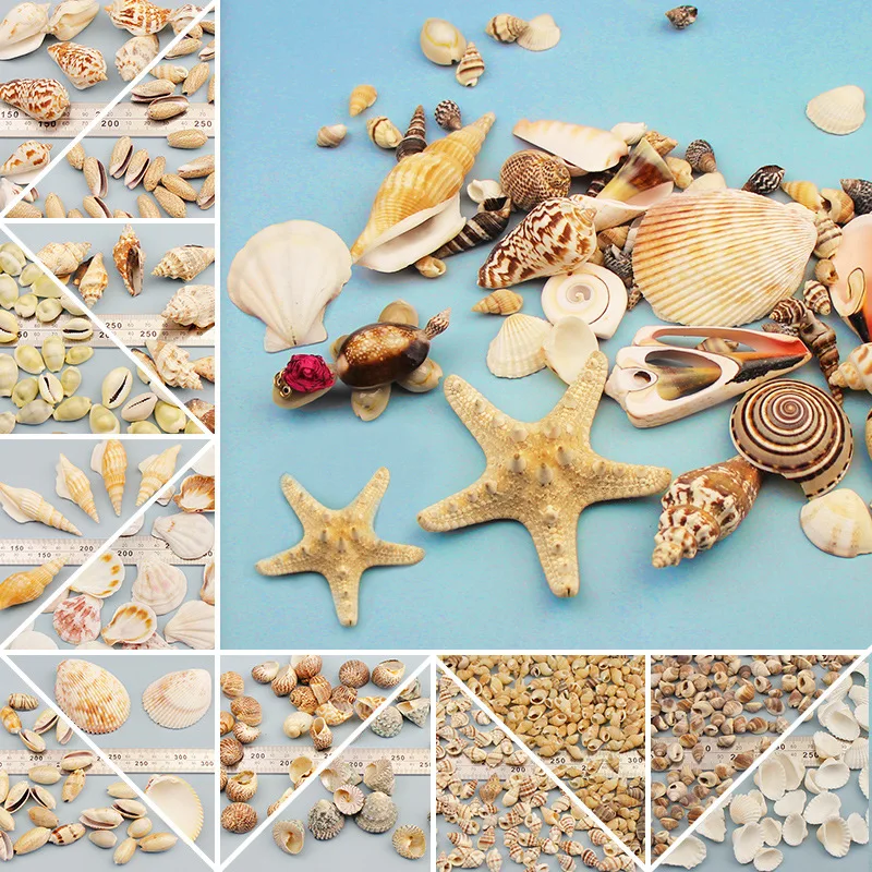 

Shell Patch Conch Accessories DIY Handmade Granular Materials Creative Children's Educational Gifts Nautical Home Decor Seashell